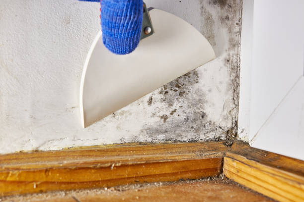 Best Forensic Mold Investigation  in Kahuku, HI